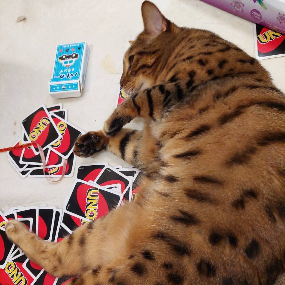 UNOカードの上に寝転がってゲームを邪魔するベンガル猫のかのん