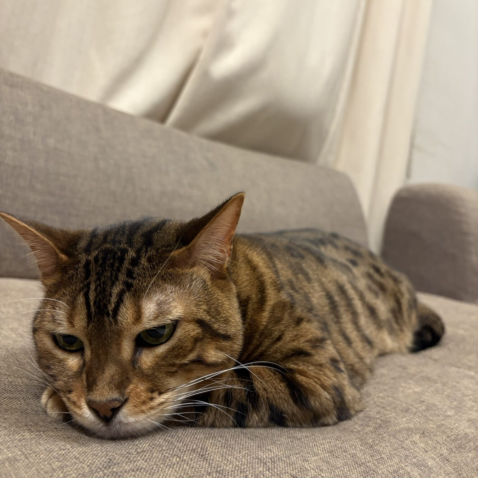 ソファと同化して液状化しているベンガル猫のかのん