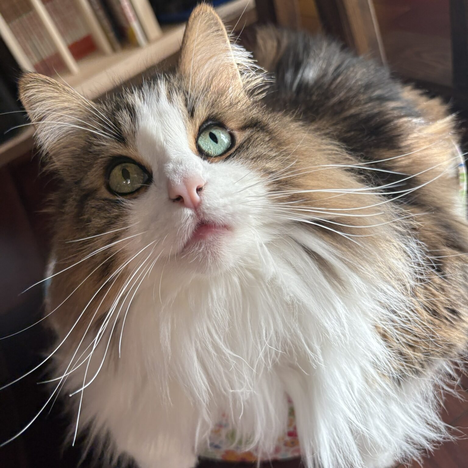 エメラルドグリーンの瞳で上を見上げるノルウェージャンフォレストキャットのれおん