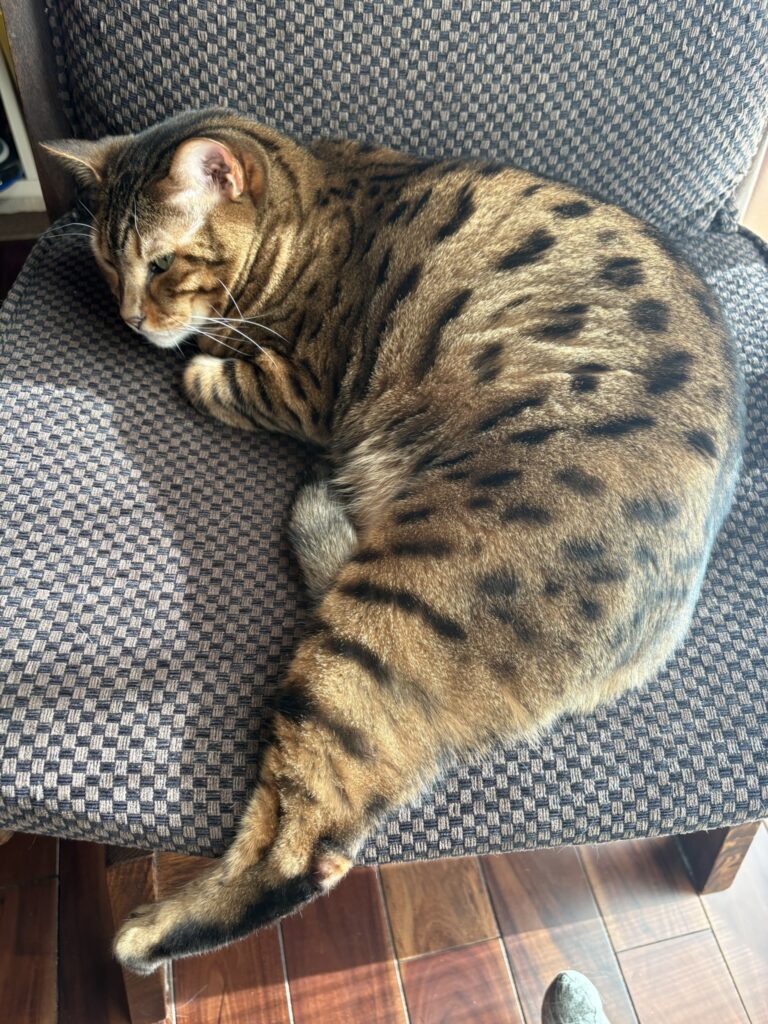 椅子の座面で足を投げ出してセクシーに寝るベンガル猫のかのん