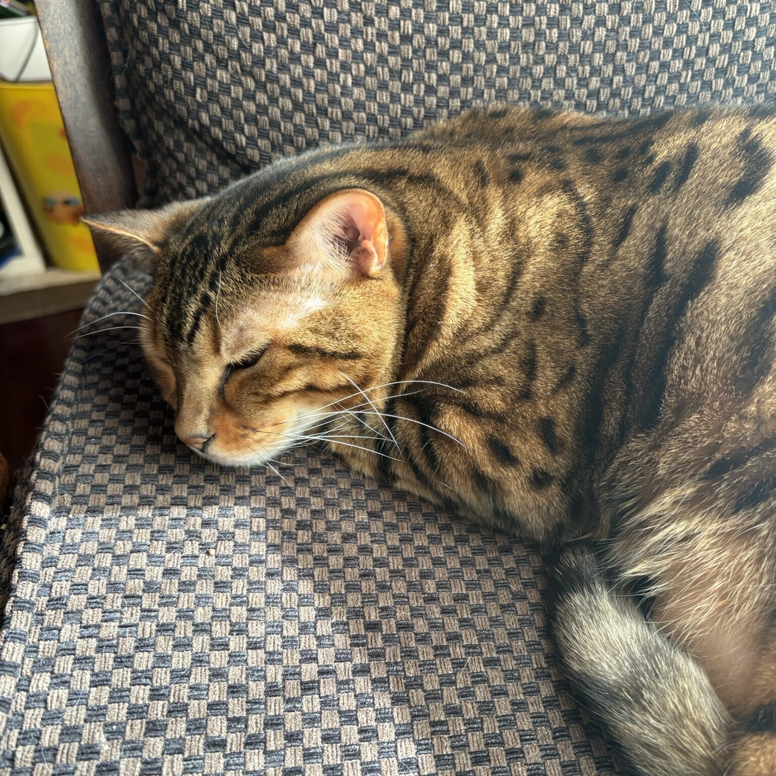 アンモナイトのように丸まって眠るベンガル猫のかのん