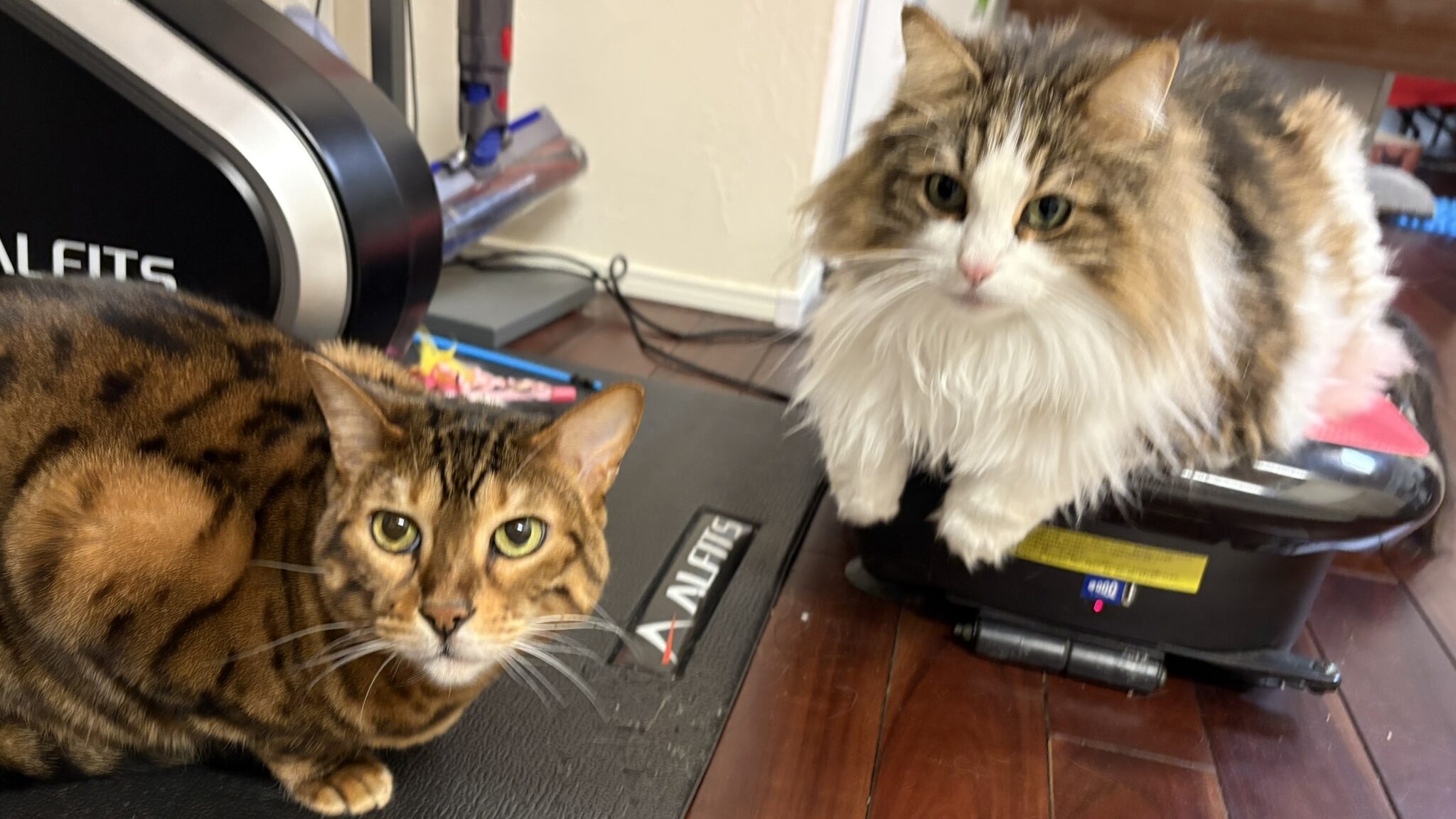 振動マシンに乗るノルウェージャンフォレストキャットと、マットでくつろぐベンガル猫