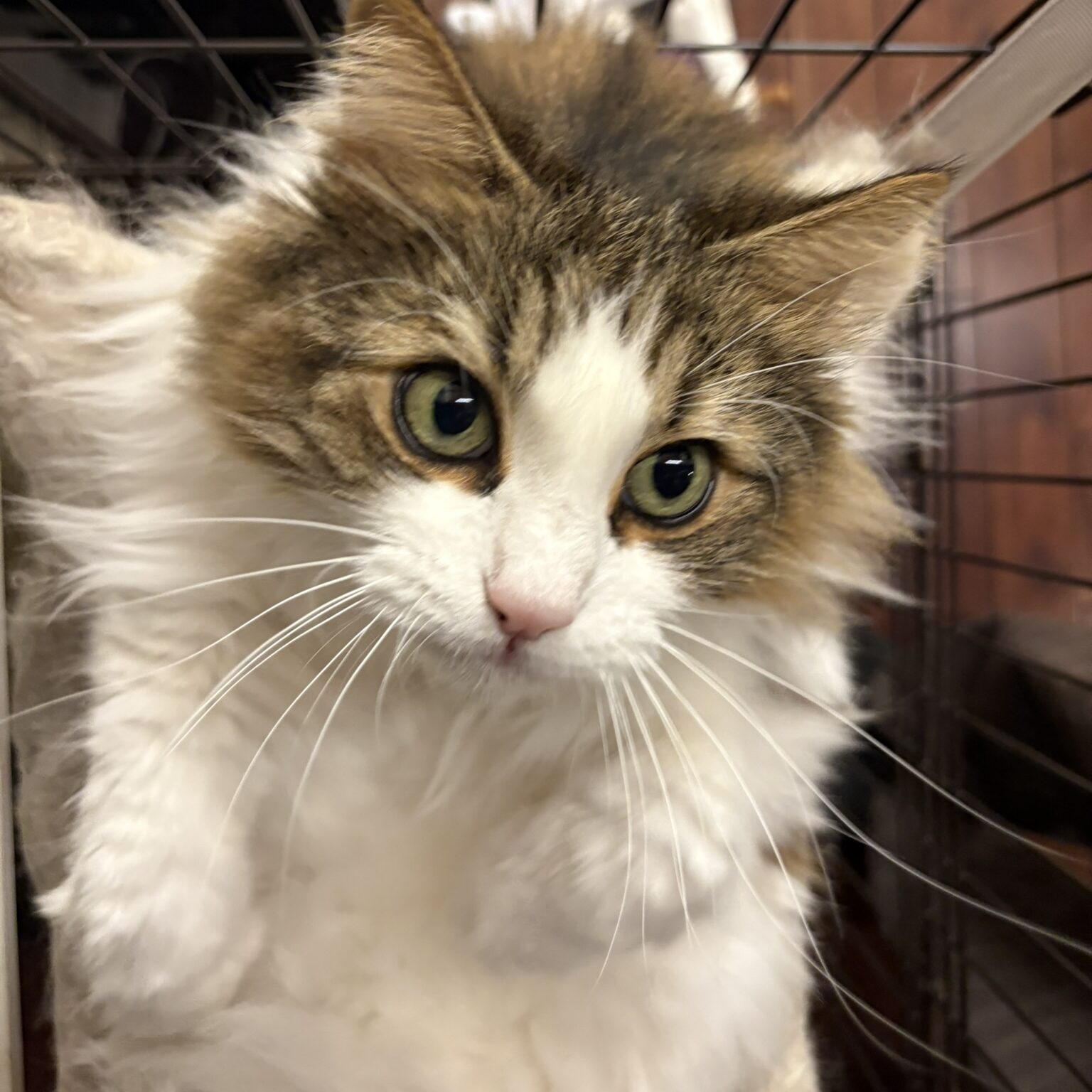 上目遣いが可愛い長毛猫れおんのアップ写真