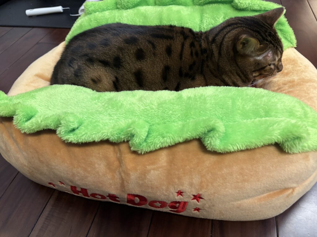 ホットドッグ型のペットベッドに挟まってくつろぐベンガル猫のかのん