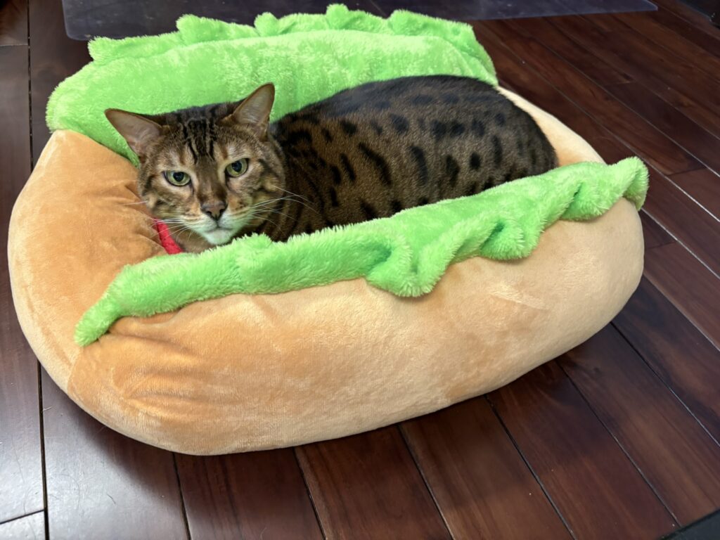 ホットドッグベッドで眠そうな顔をするベンガル猫