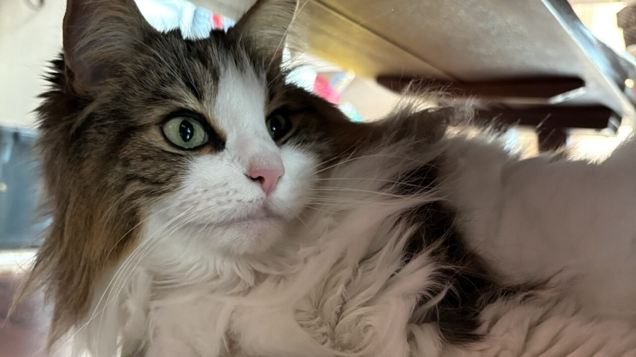 箱に入ってくつろぐノルウェージャンフォレストキャットのれおん