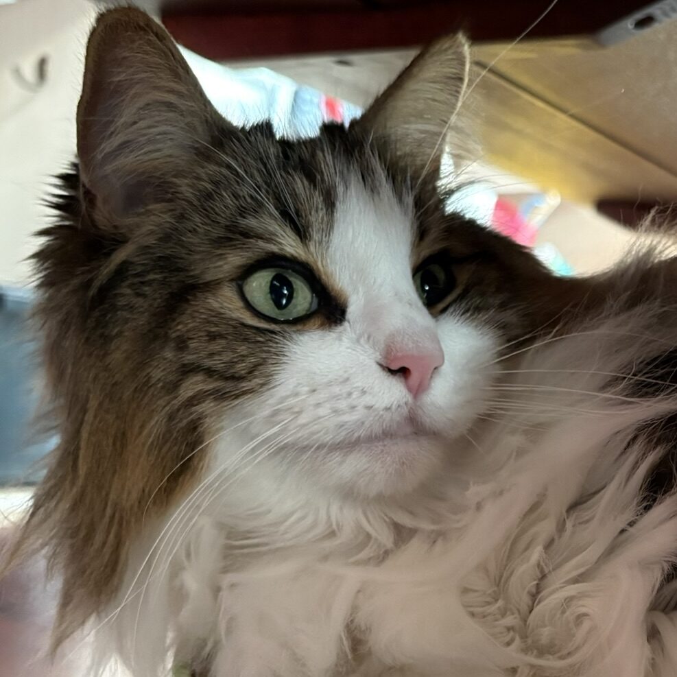 ピンクの鼻と緑の瞳が可愛いれおんのアップ