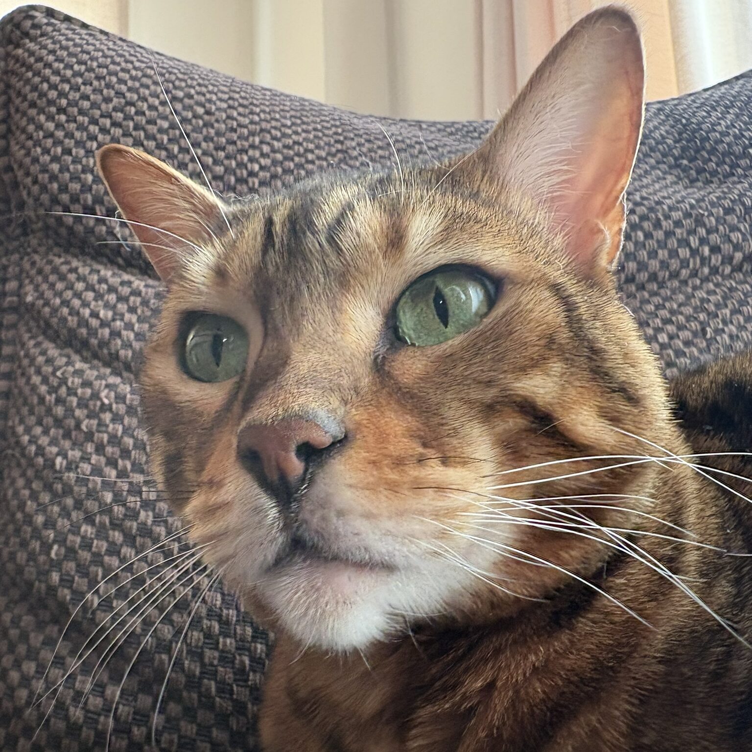 クールな表情を見せるベンガル猫のかのん