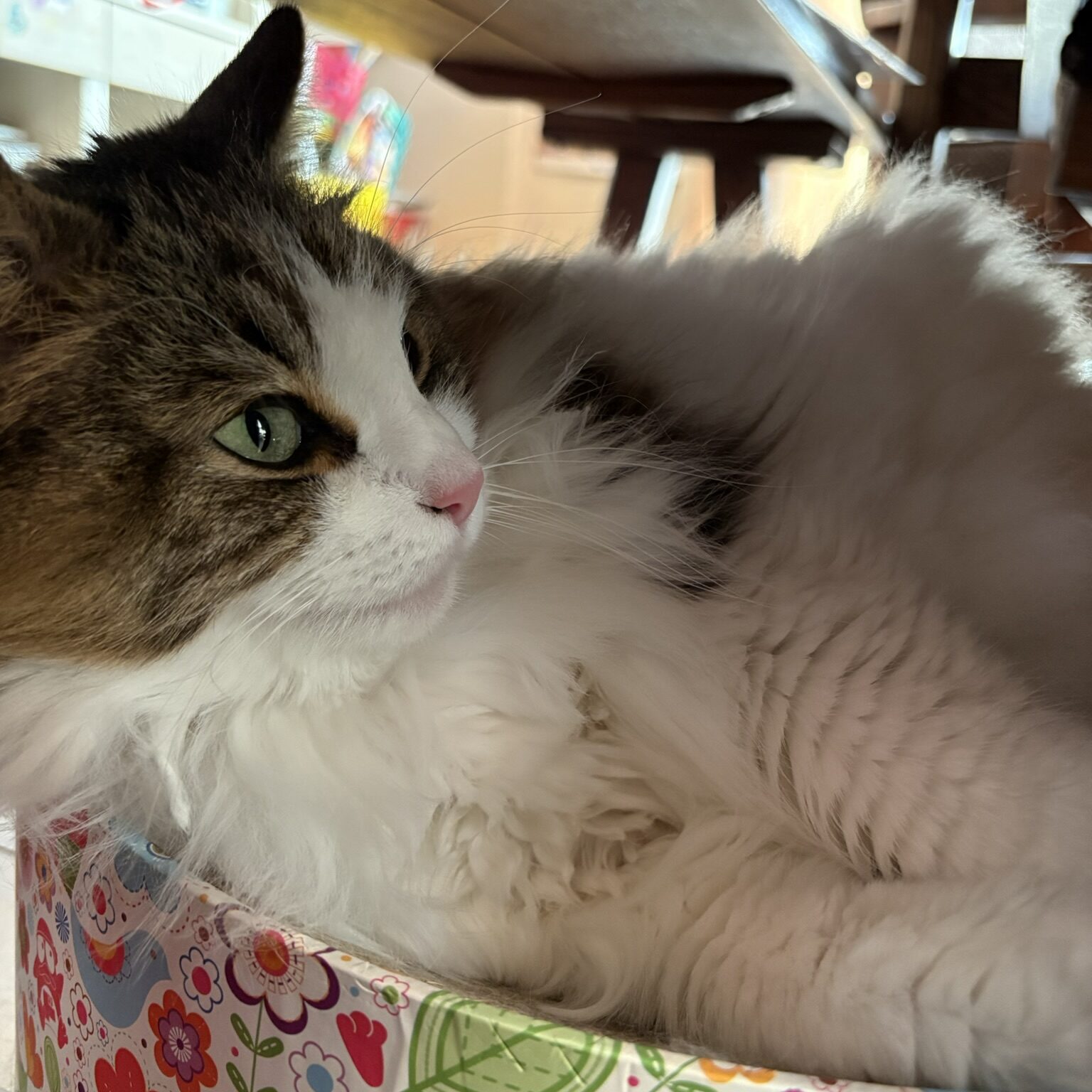 箱に入ってくつろぐノルウェージャンフォレストキャットのれおん