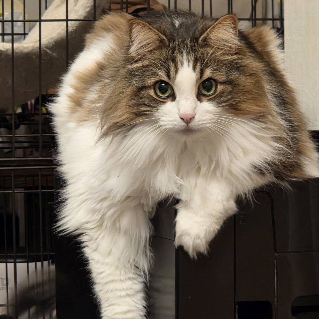 威風堂々とカメラを見つめる、ボリューム満点のノルウェージャンフォレストキャット