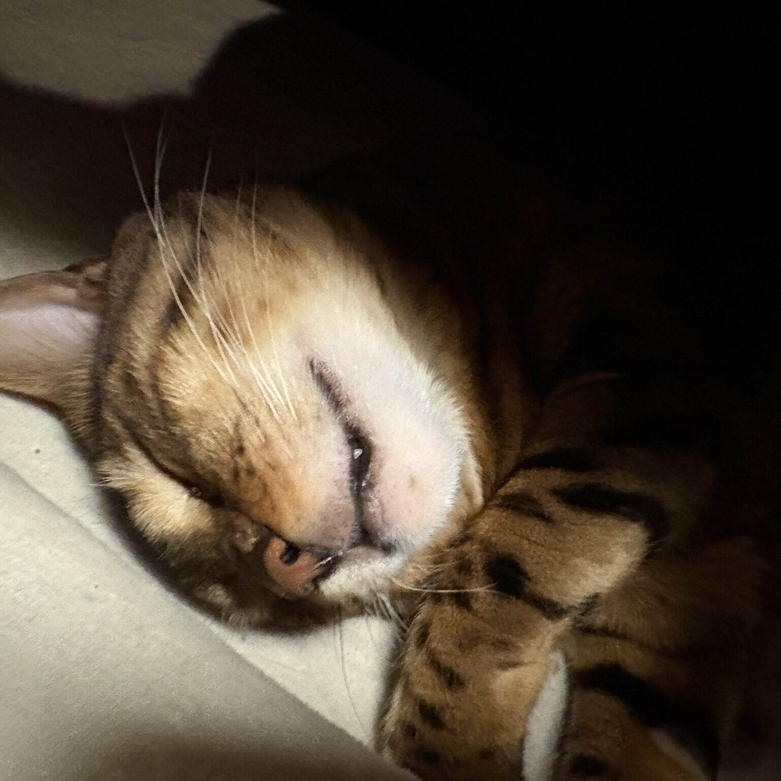 暗闇の中、安心して眠りにつくベンガル猫の表情