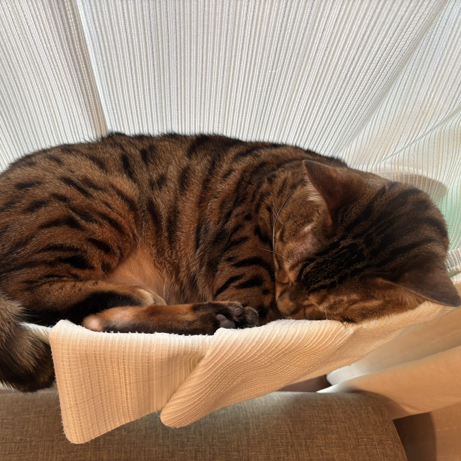 カーテンレールに設置されたハンモックで丸まるベンガル猫