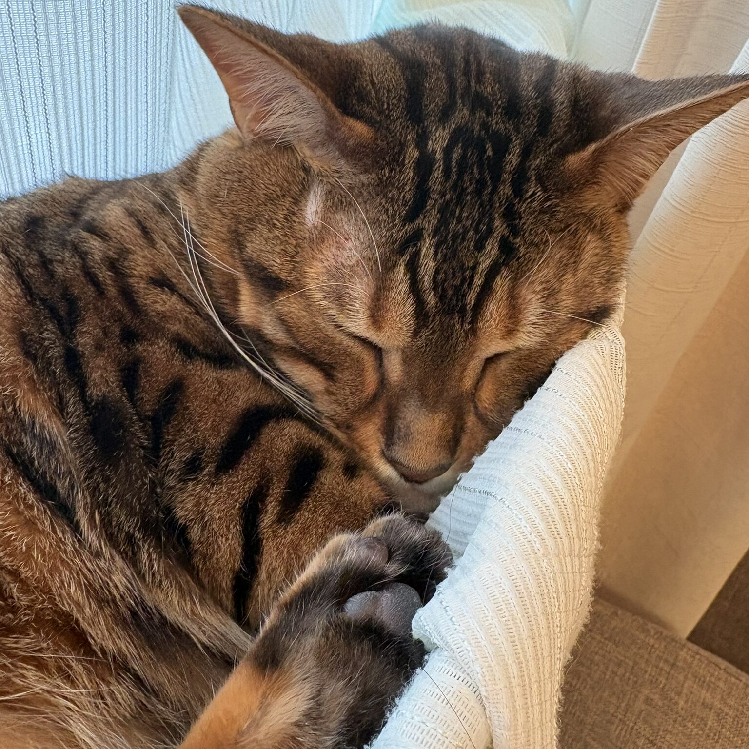 ハンモックからチラリとのぞく寝顔。美しいレオパード柄が際立つ