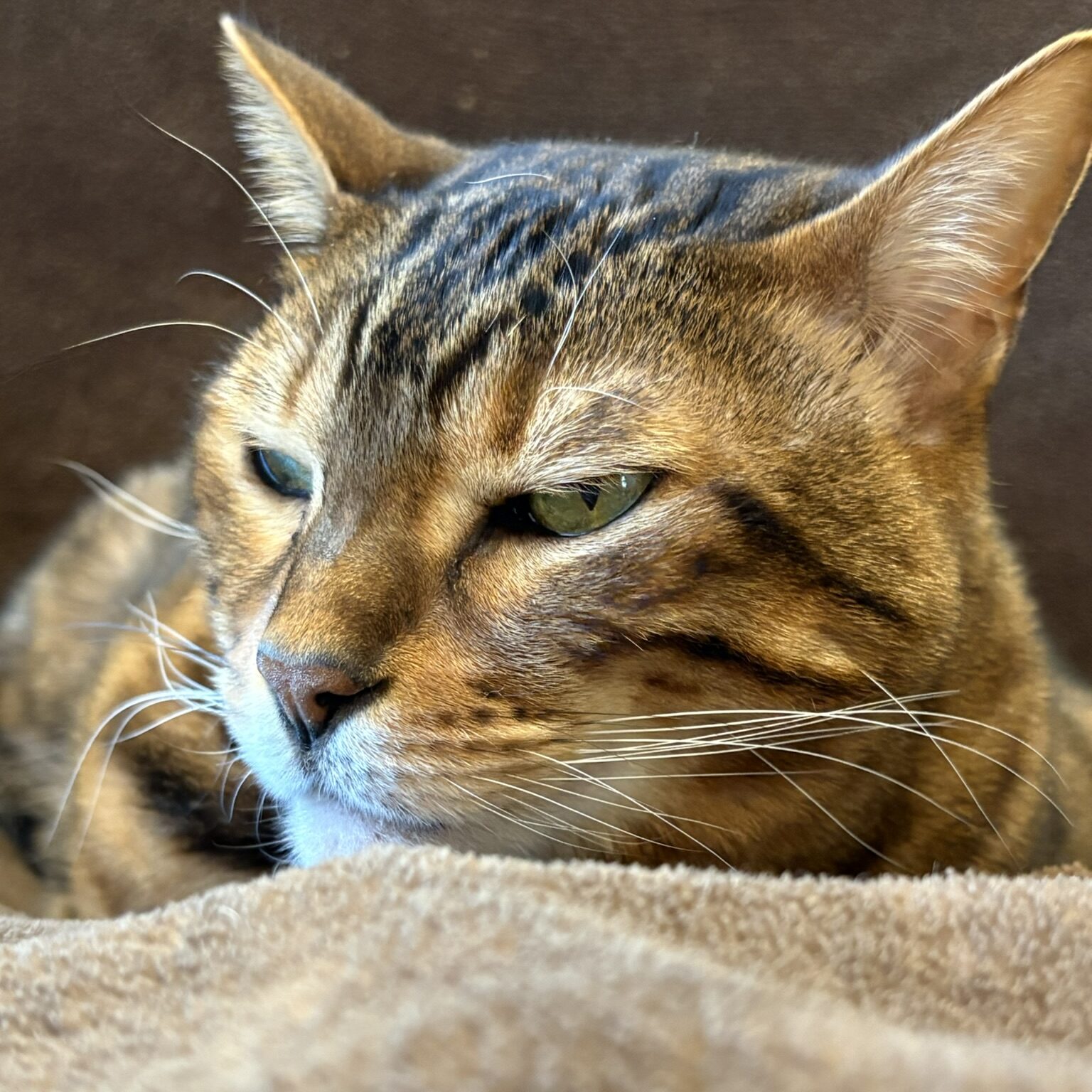 アンニュイな表情で横たわるベンガル猫。美しいロゼット模様が特徴