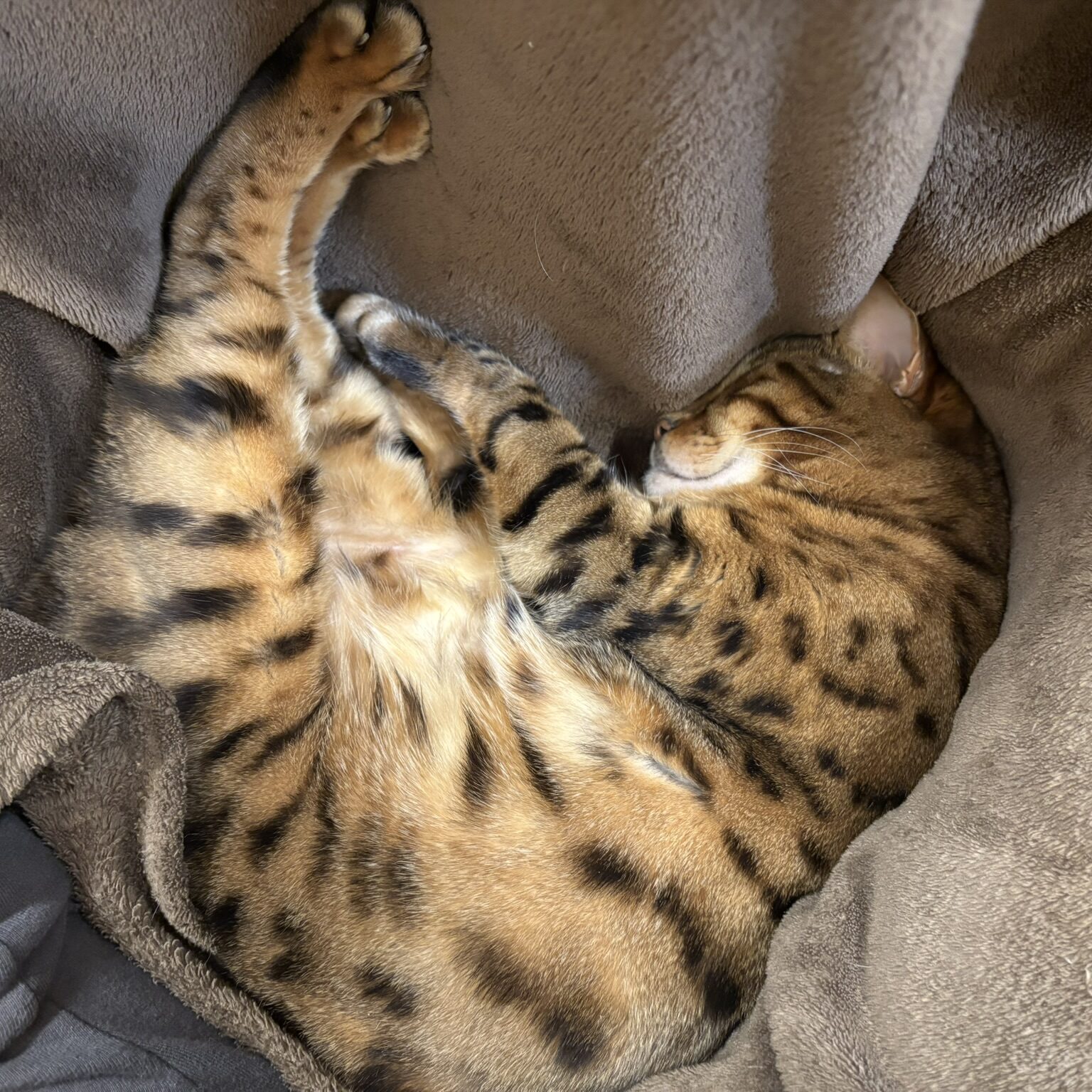 毛布の上でアンモナイトのように丸まって眠るベンガル猫