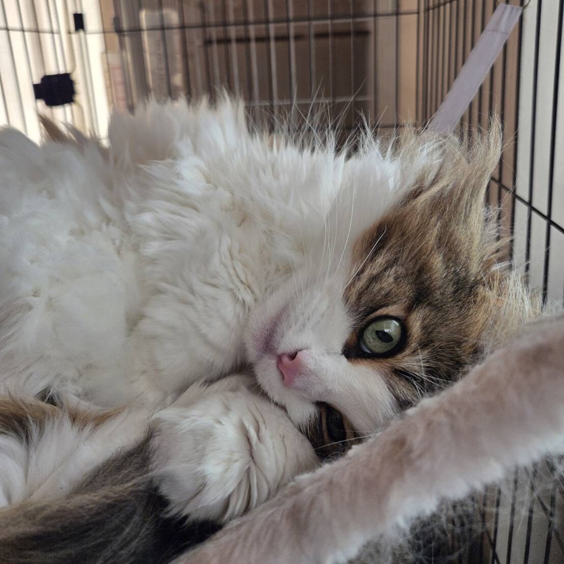 ケージの中のハンモックでリラックスする長毛猫