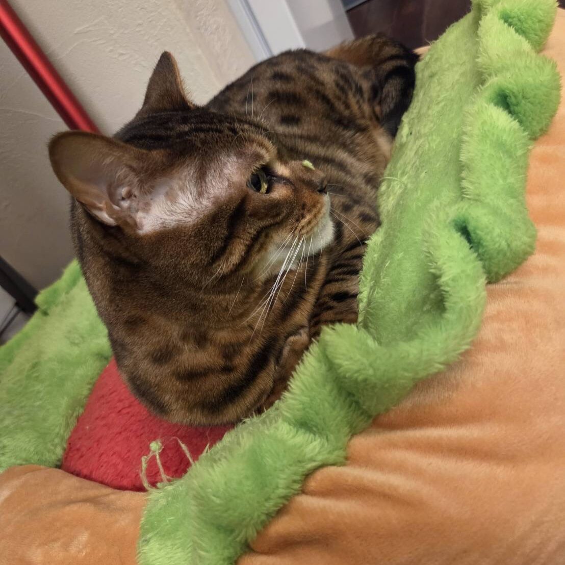 ユニークなレタス型ベッドでくつろぐベンガル猫