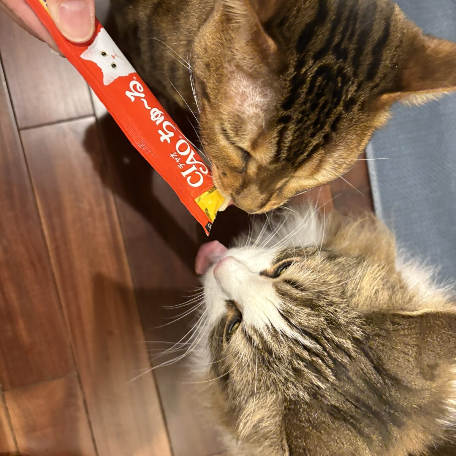 ベンガル猫と長毛猫が並んでおやつ(ちゅーる)を食べる仲睦まじい光景