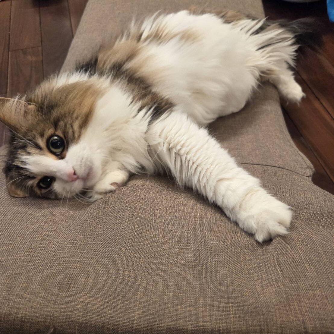 リラックスしているれおん