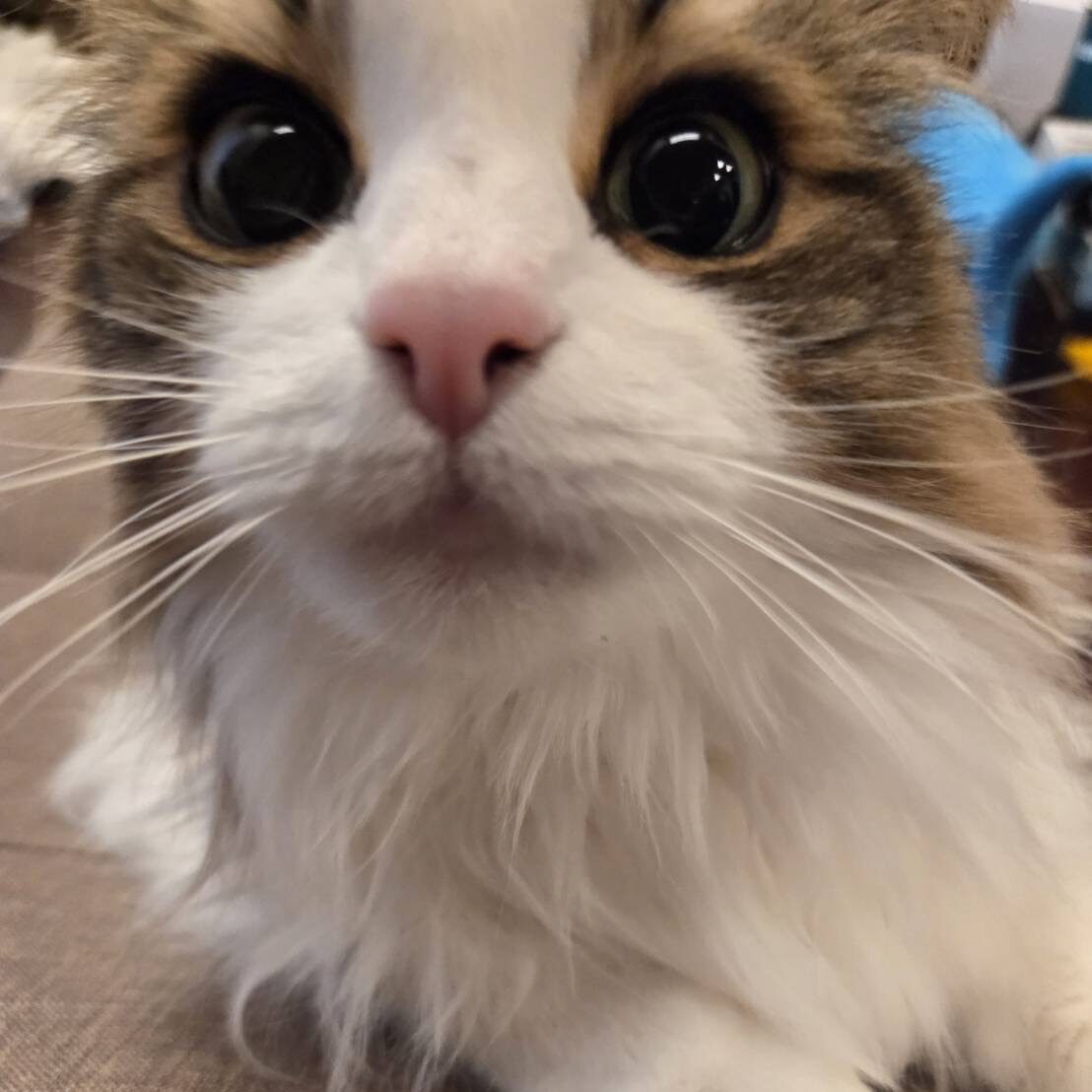 ドアップのれおん