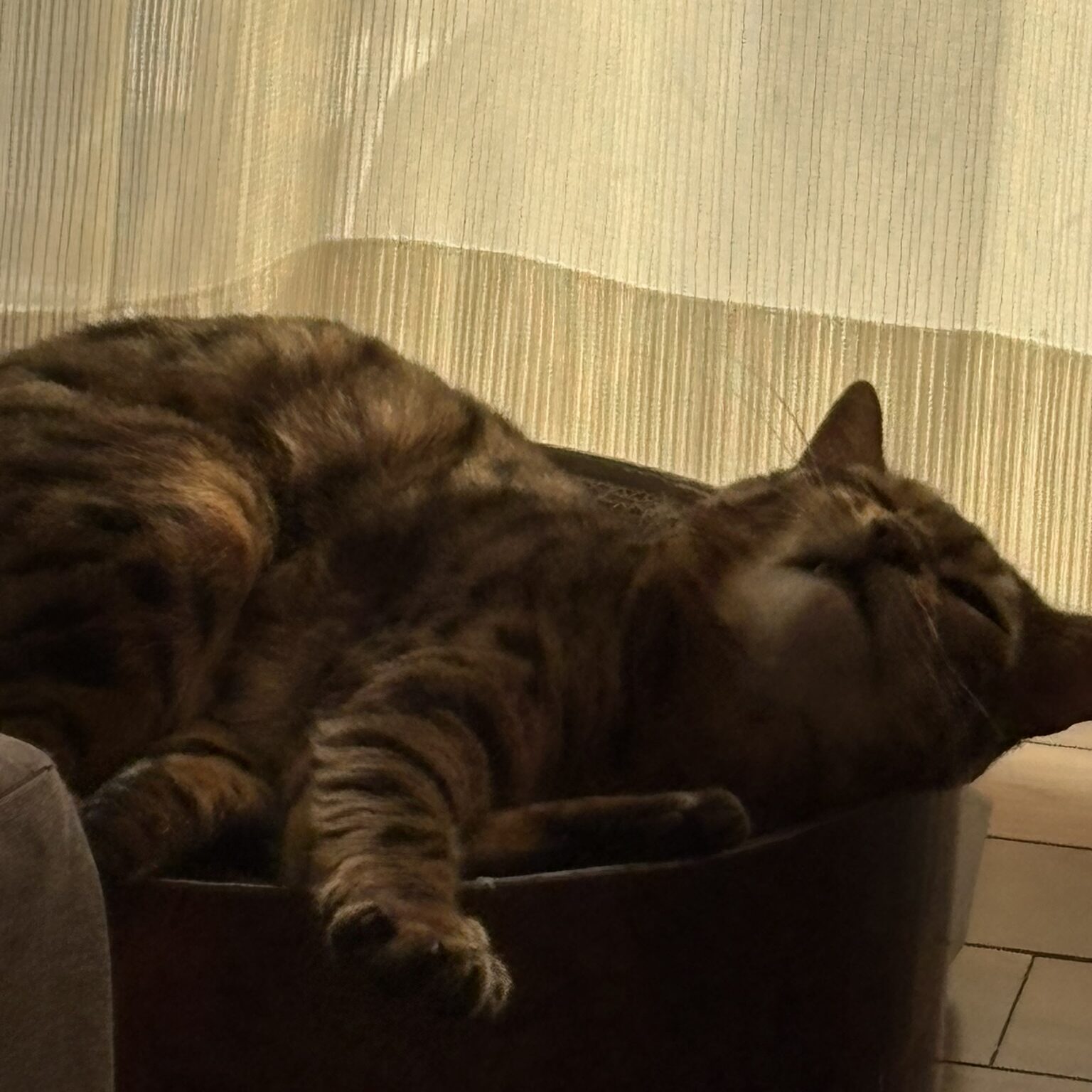 寝ているかのん