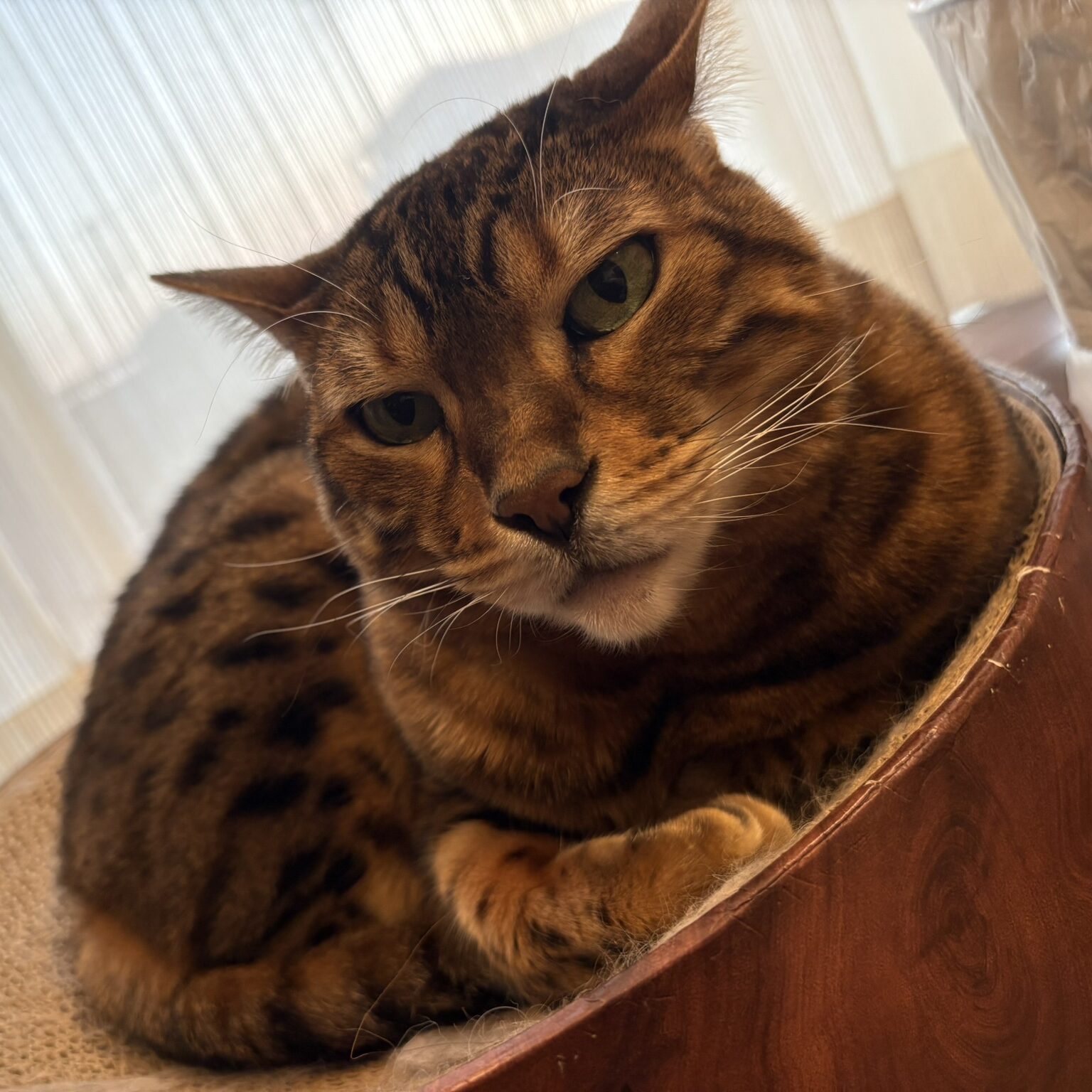 キリッとした表情のかのん