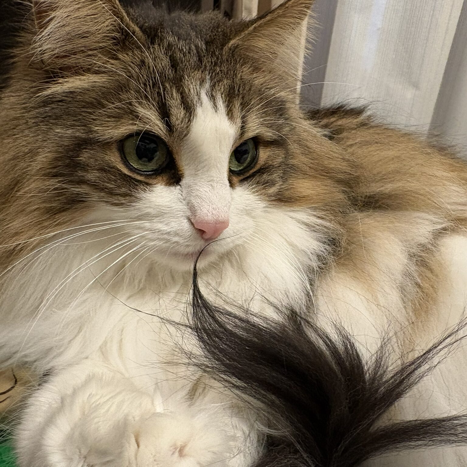 れおんのアップと尻尾