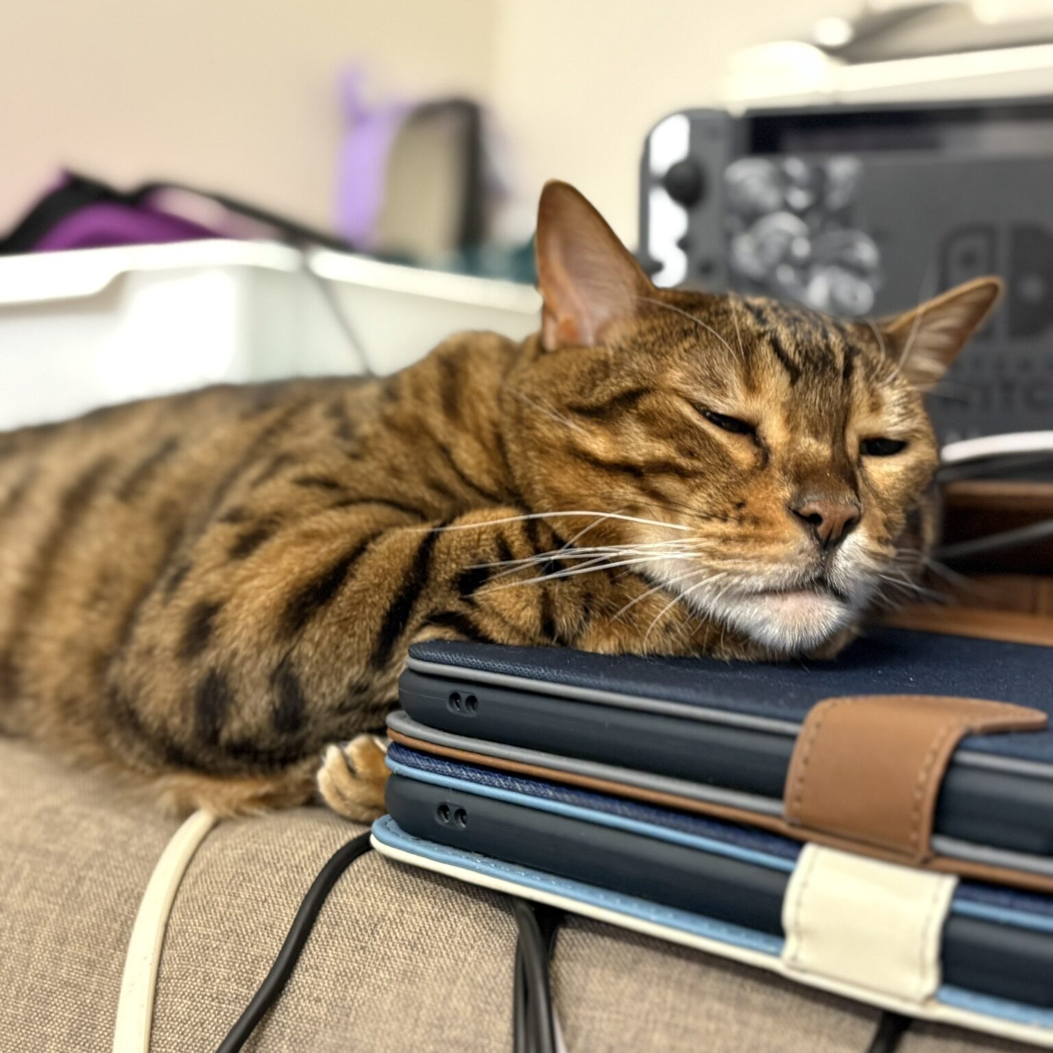タブレットの上で寝るかのん