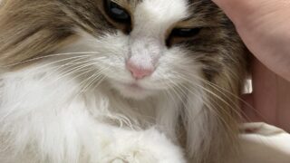 人の手がれおんの額を優しく撫でている、目を細めたノルウェージャンフォレストキャットの顔のクローズアップ