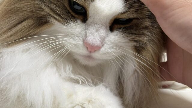 人の手がれおんの額を優しく撫でている、目を細めたノルウェージャンフォレストキャットの顔のクローズアップ