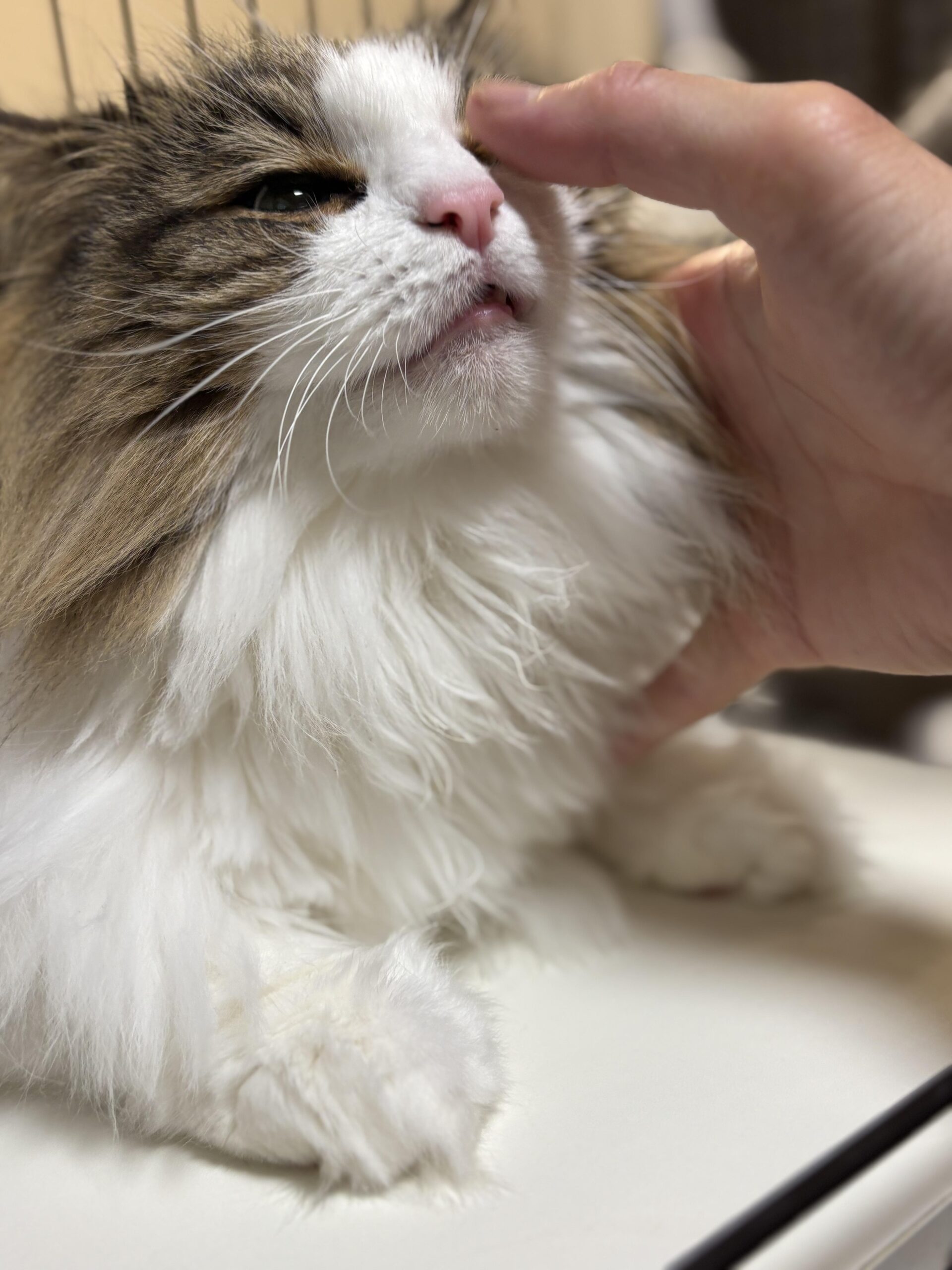 人の手がれおんの頬に触れ、わずかに開いた口とピンクの鼻が見えるノルウェージャンフォレストキャットの顔