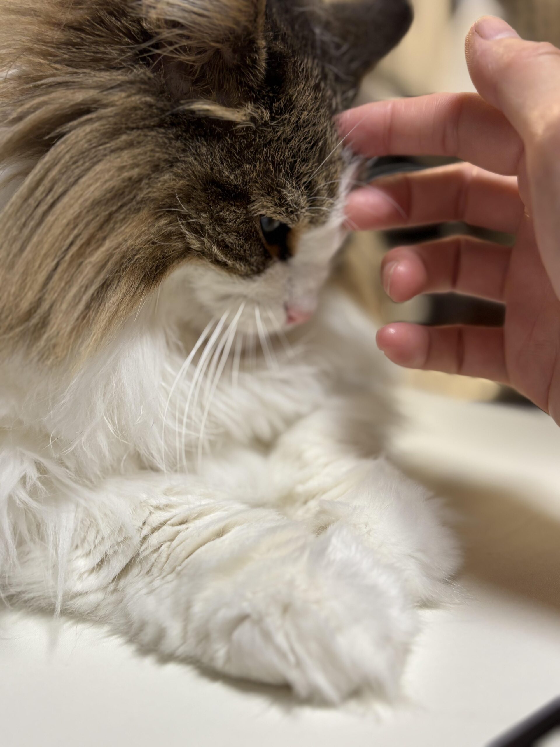 指先でれおんの耳の付け根を優しく撫でている、横向きのノルウェージャンフォレストキャットの頭部