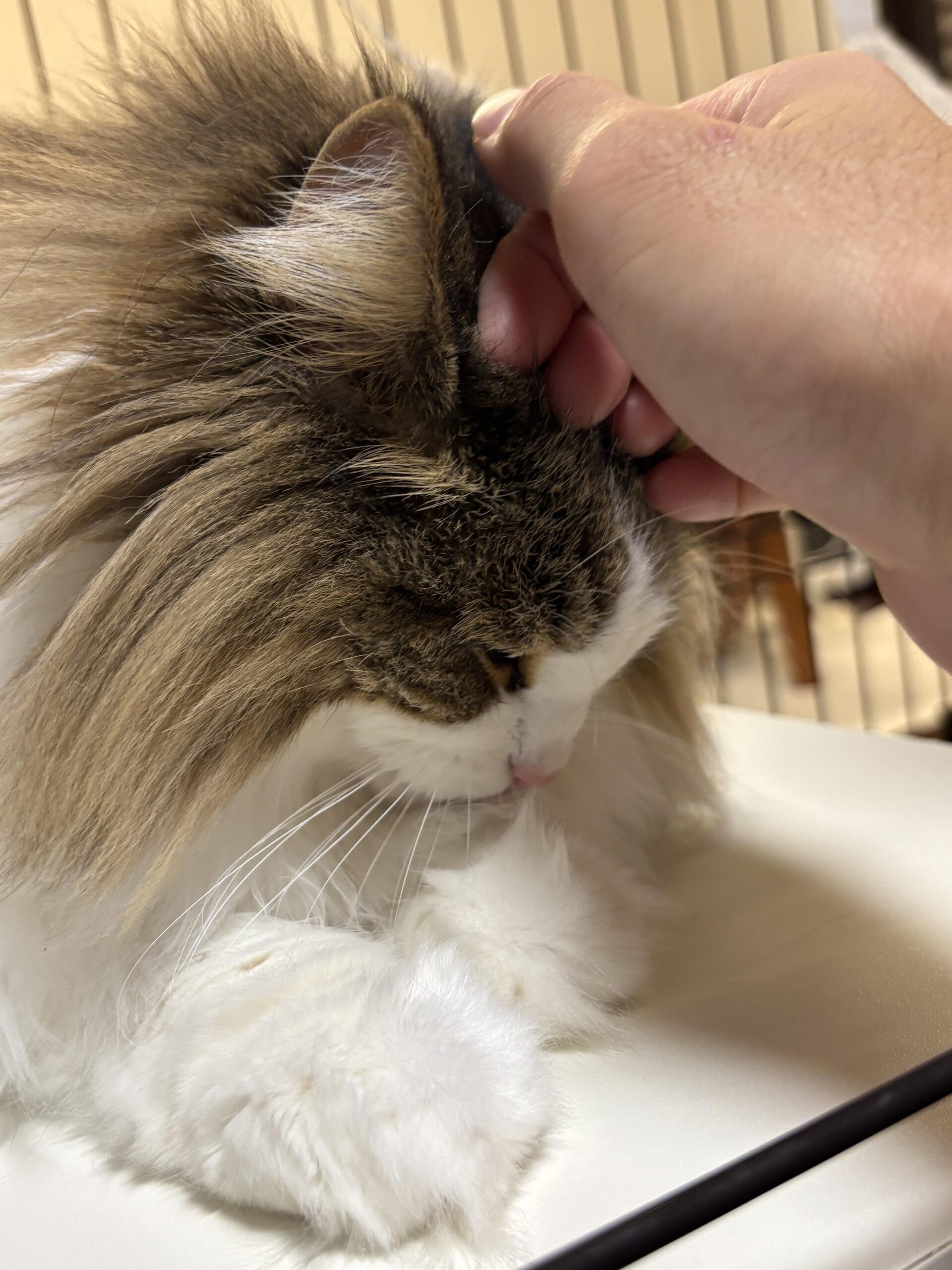 ふわふわの白い前足をアップで撮影した写真、モフモフの毛並みがよくわかるノルウェージャンフォレストキャットの足元