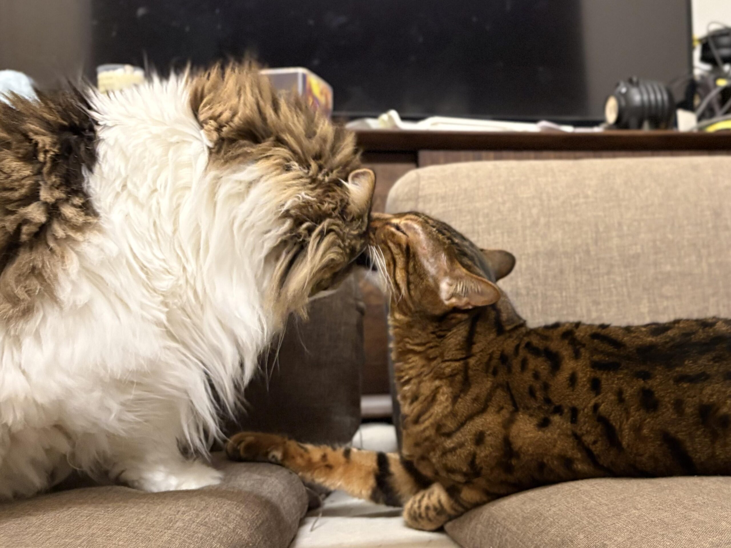 白い長毛の猫（れおん）と茶色のベンガル（かのん）が顔を寄せ合い、頭を擦り合わせている横向きの写真