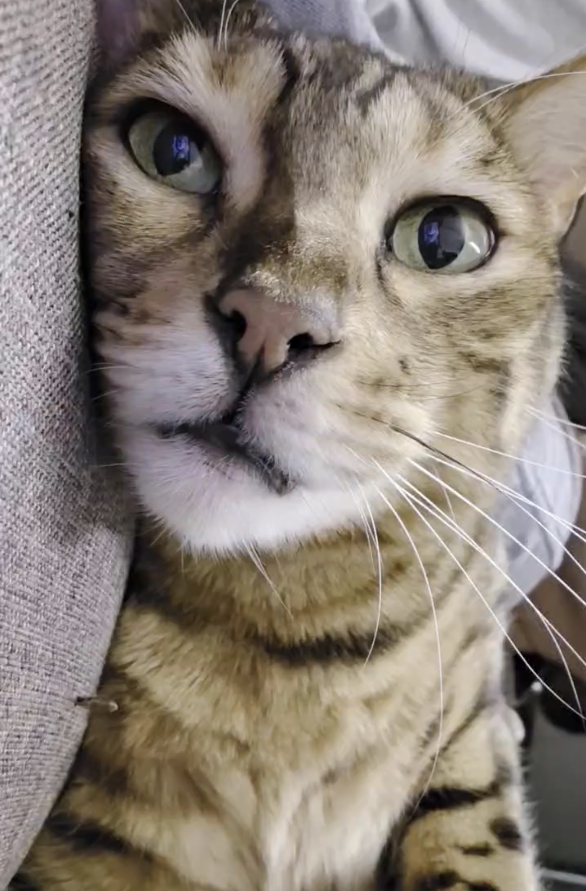 ソファにもたれてこちらを見上げるベンガル猫かのんの顔のクローズアップ、緑がかった目と鼻の細部が見える