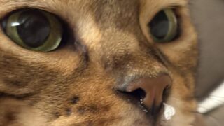 ベンガル猫かのんの顔の極端なクローズアップ。緑色の瞳、鼻の周りの茶色い毛と長いヒゲがはっきり見える写真。
