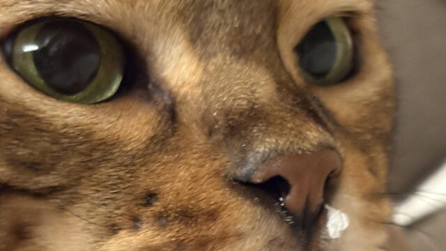 ベンガル猫かのんの顔の極端なクローズアップ。緑色の瞳、鼻の周りの茶色い毛と長いヒゲがはっきり見える写真。