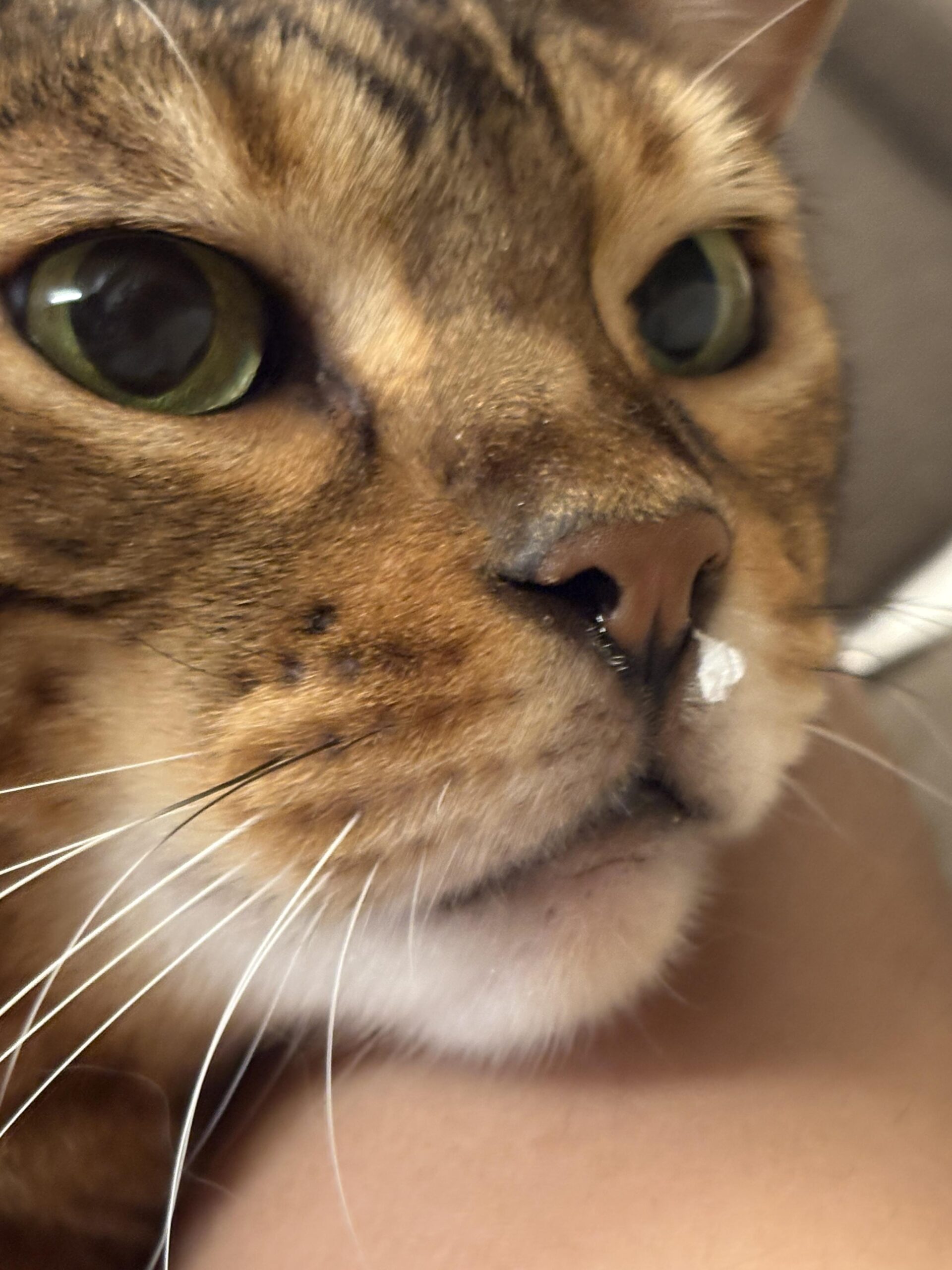 ベンガル猫かのんの顔の極端なクローズアップ。緑色の瞳、鼻の周りの茶色い毛と長いヒゲがはっきり見える写真。