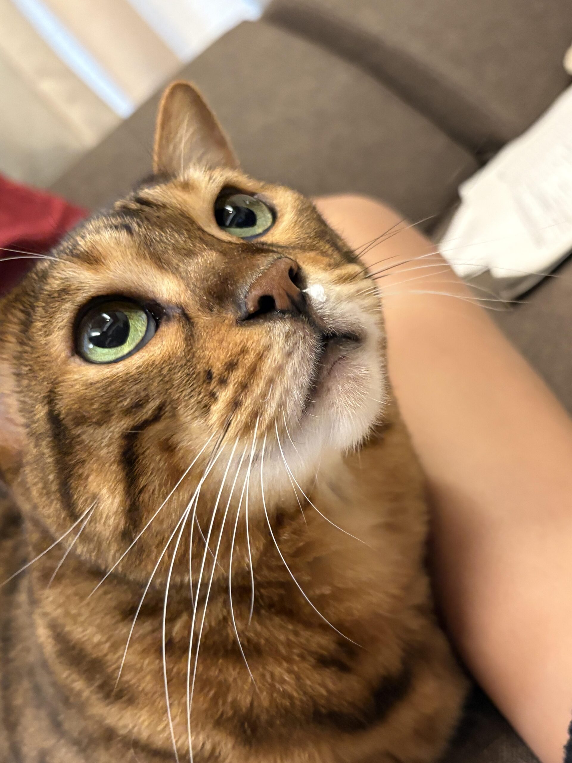 上を向くベンガル猫かのんの顔。鼻の下に小さな白い点があり、緑の瞳が印象的に写っている写真。