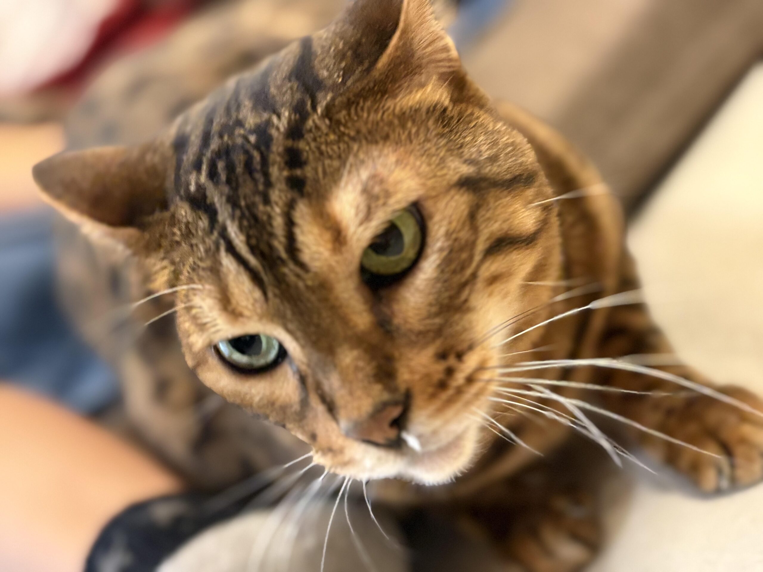 カメラに近づいて片目が大きく写るベンガル猫かのんのクローズアップ、目の色と額の模様がはっきり見える