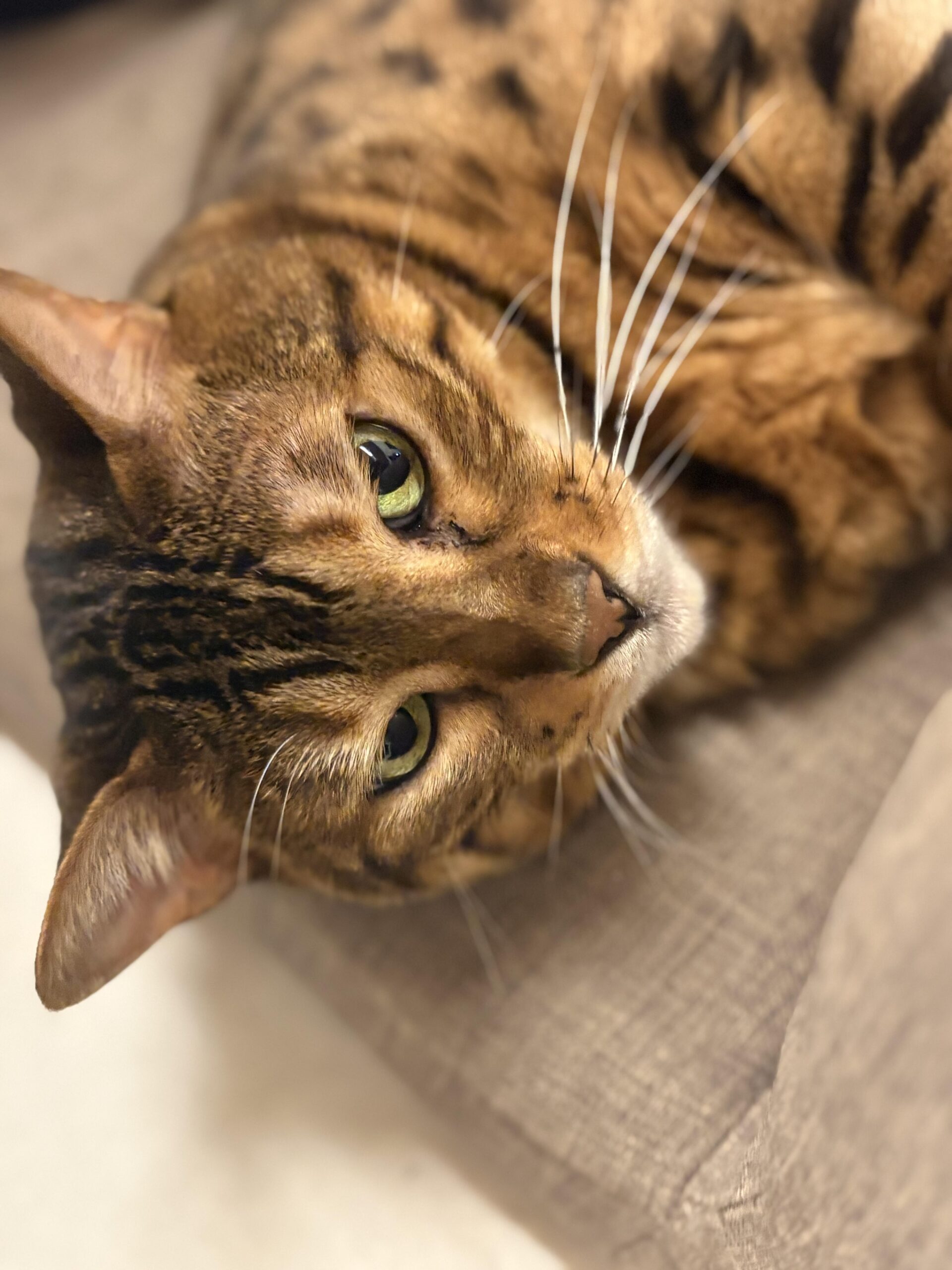 横向きの顔をアップで撮影したベンガル猫かのん、長い白いヒゲと耳の輪郭がはっきり見える