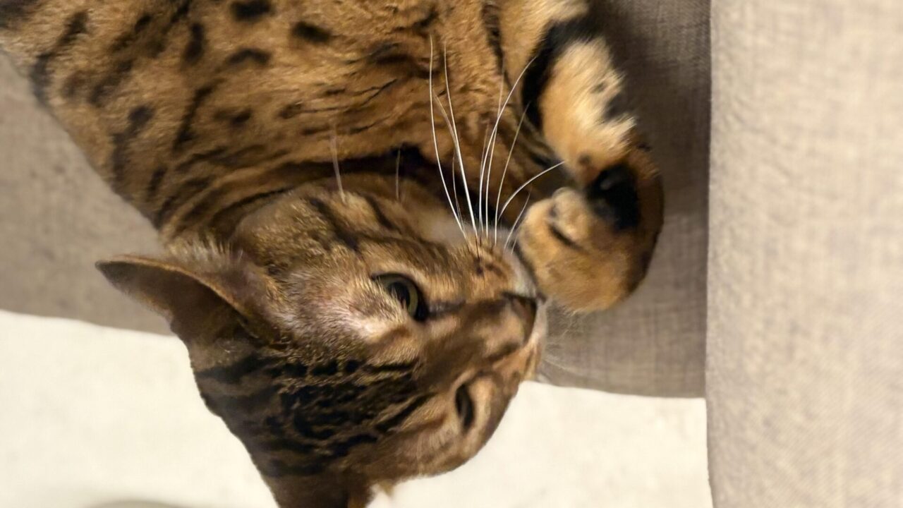 ソファの上で横になり前足を伸ばしているベンガル猫かのんの腹部と前足のアップ、濃いスポット柄が見える