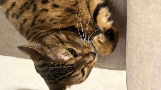 ソファの上で横になり前足を伸ばしているベンガル猫かのんの腹部と前足のアップ、濃いスポット柄が見える