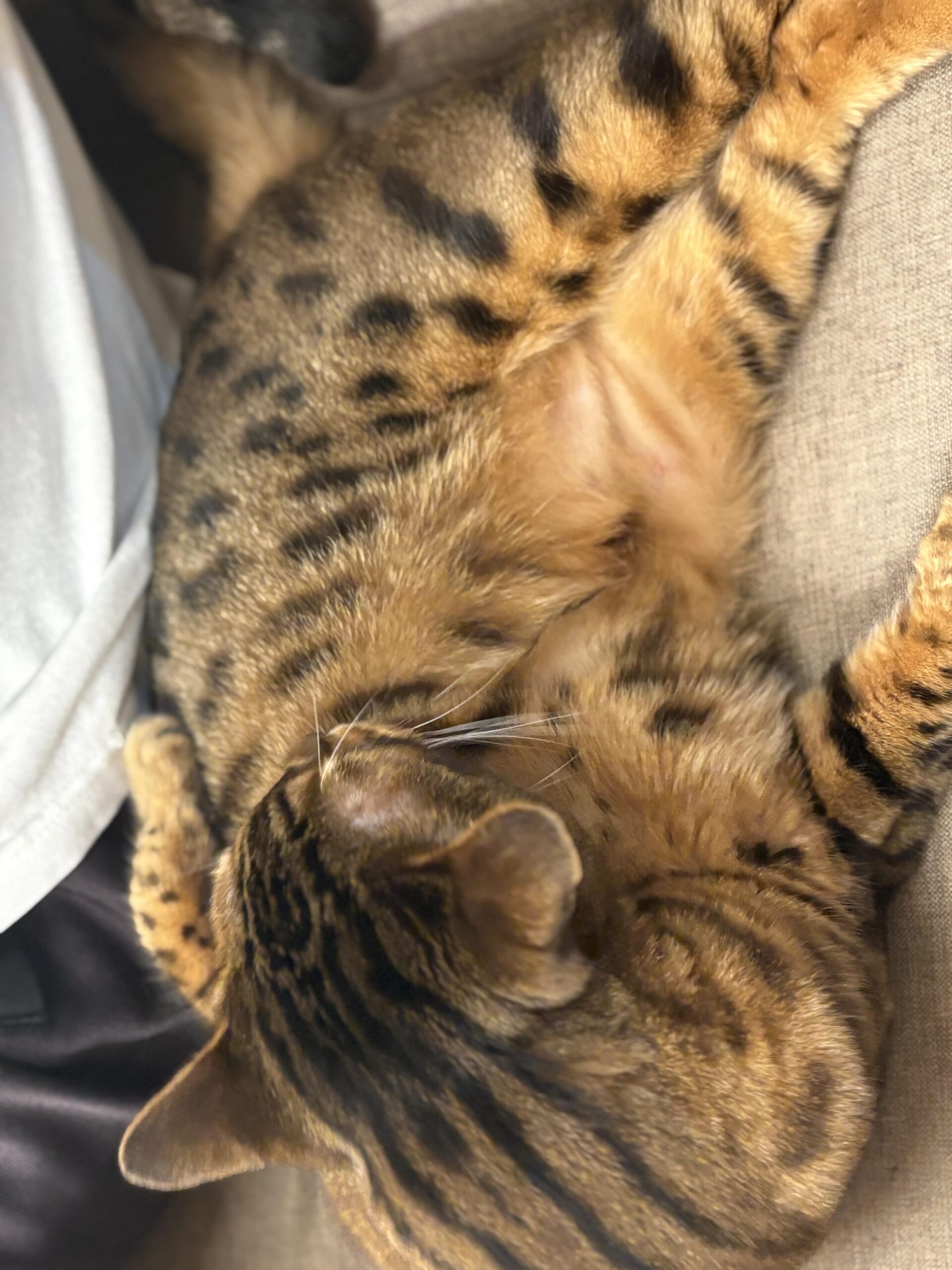 飼い主の膝に乗ってくつろぐベンガル猫かのんの顔と前足。長い白いヒゲと柔らかそうな胸の毛が見える写真。