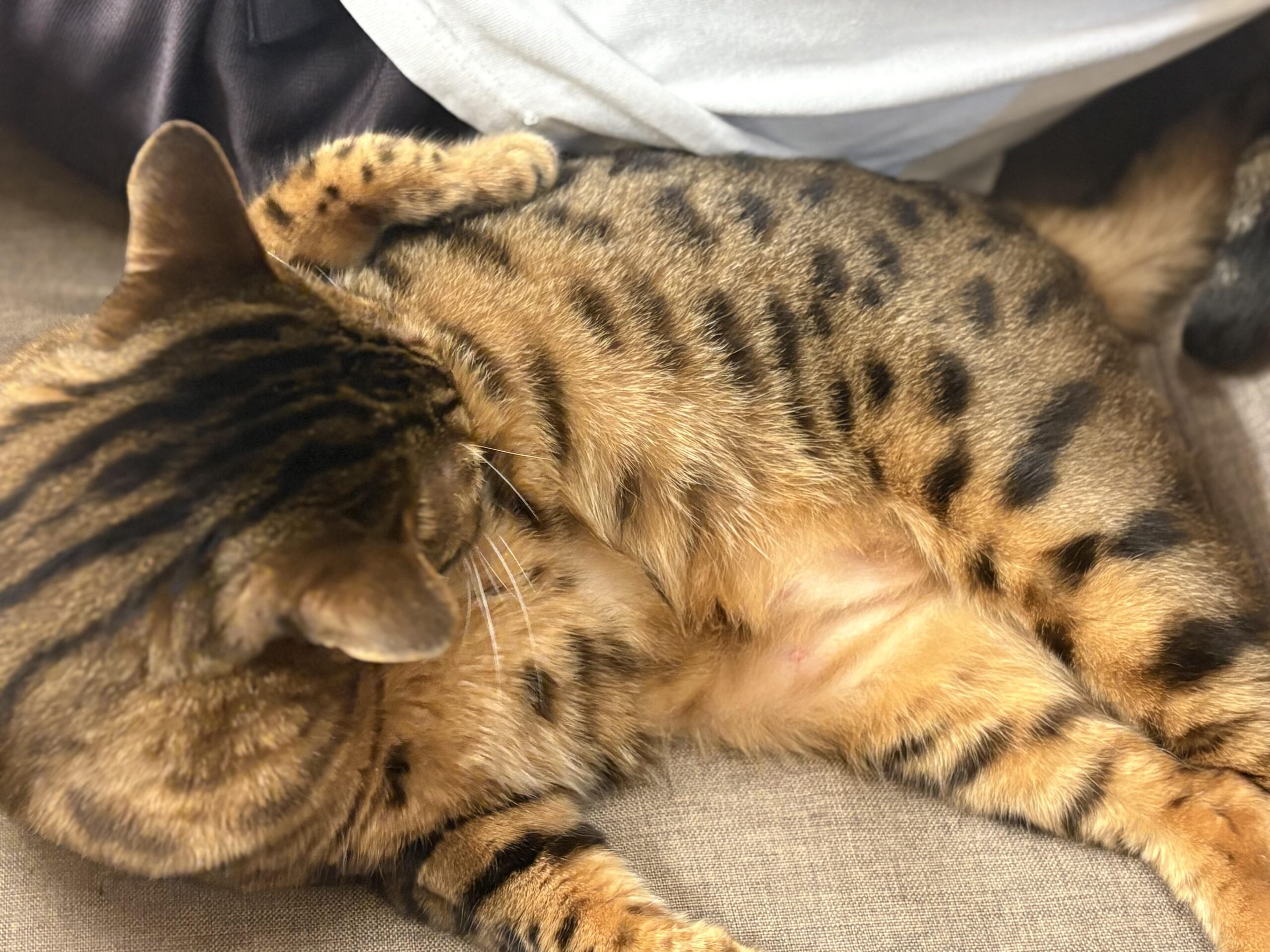 横たわって丸まるベンガル猫かのんの胴体部分の写真。お腹の斑点模様と前足で顔を軽く覆う仕草が写っている。