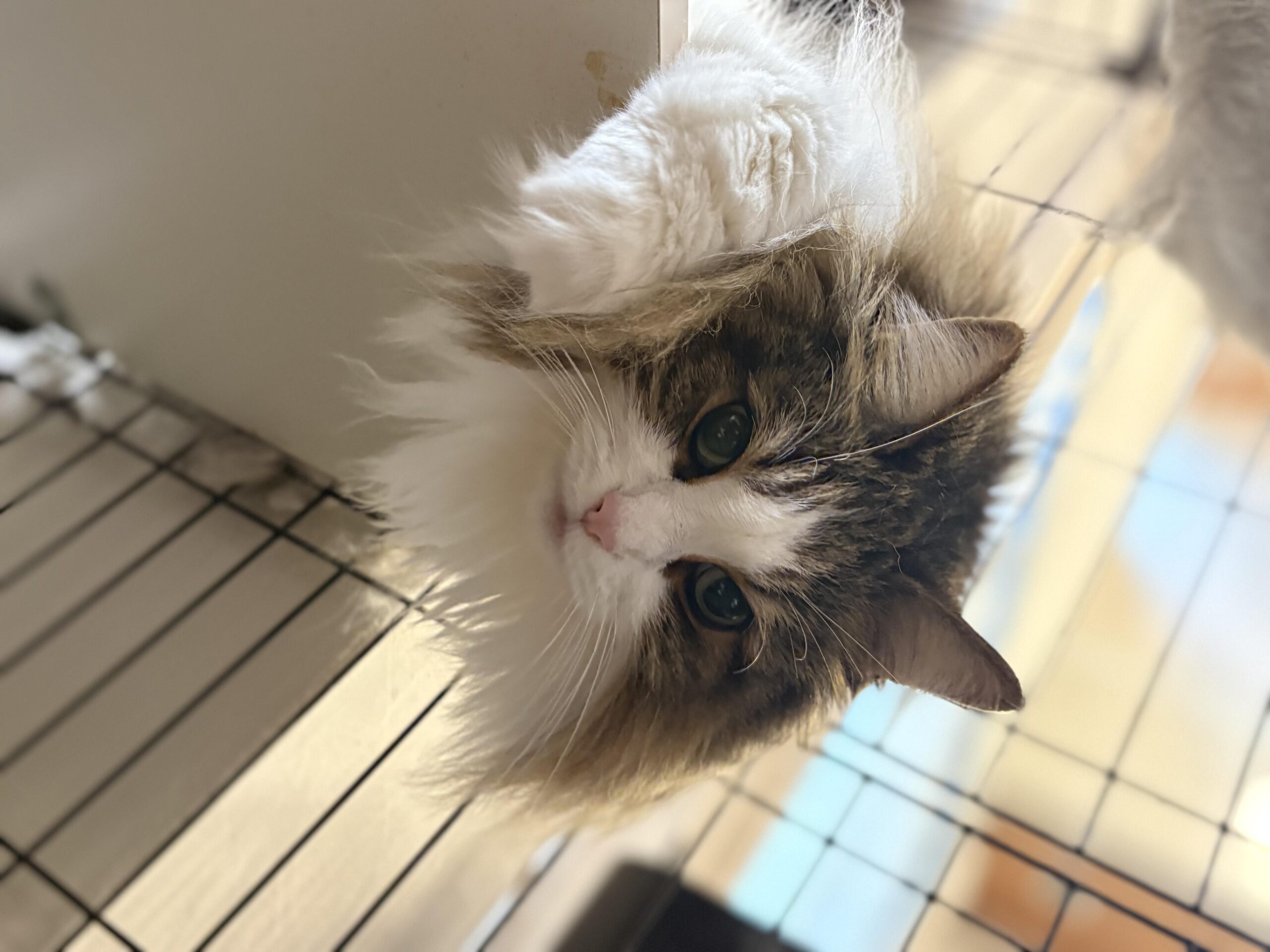 棚の上からこちらを見下ろす白い長毛のノルウェージャンフォレストキャットの顔の斜め上向きショット