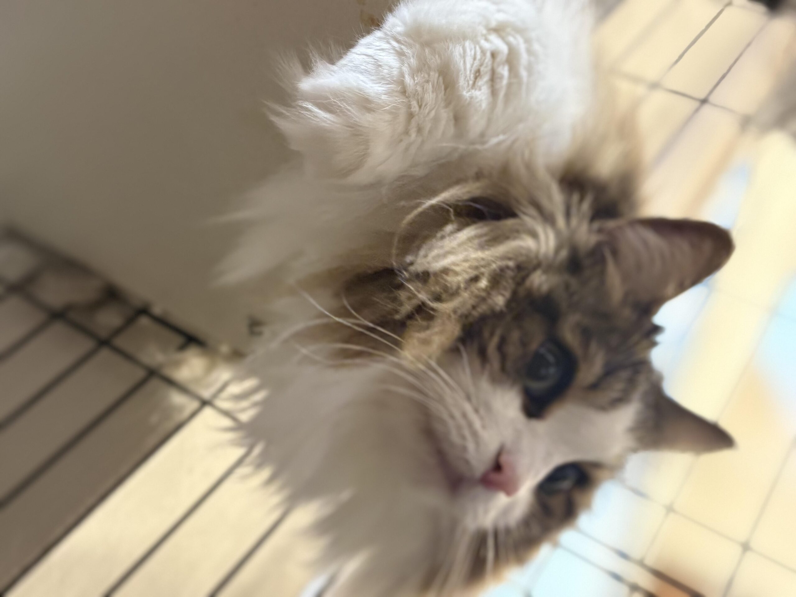 側面から撮影されたノルウェージャンフォレストキャットのれおんの首まわりの豊かな白毛のクローズアップ
