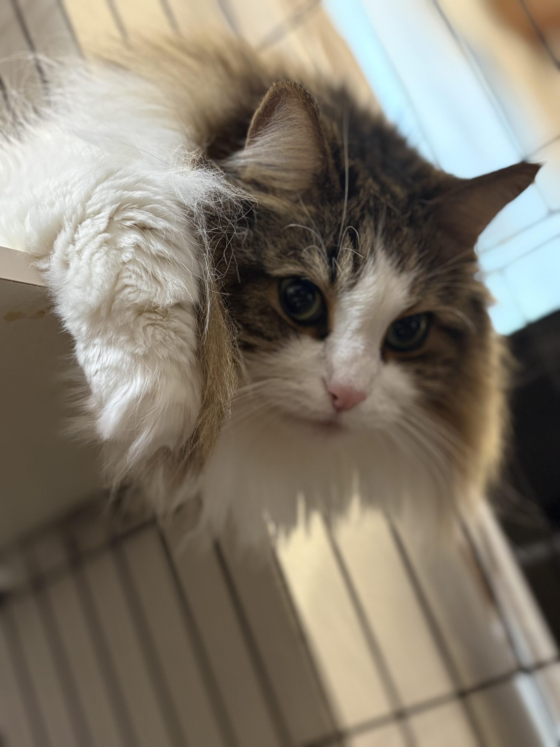 棚の縁に前足をのせてこちらを見ているノルウェージャンフォレストキャットのれおんの顔と白いふわふわの前足のクローズアップ