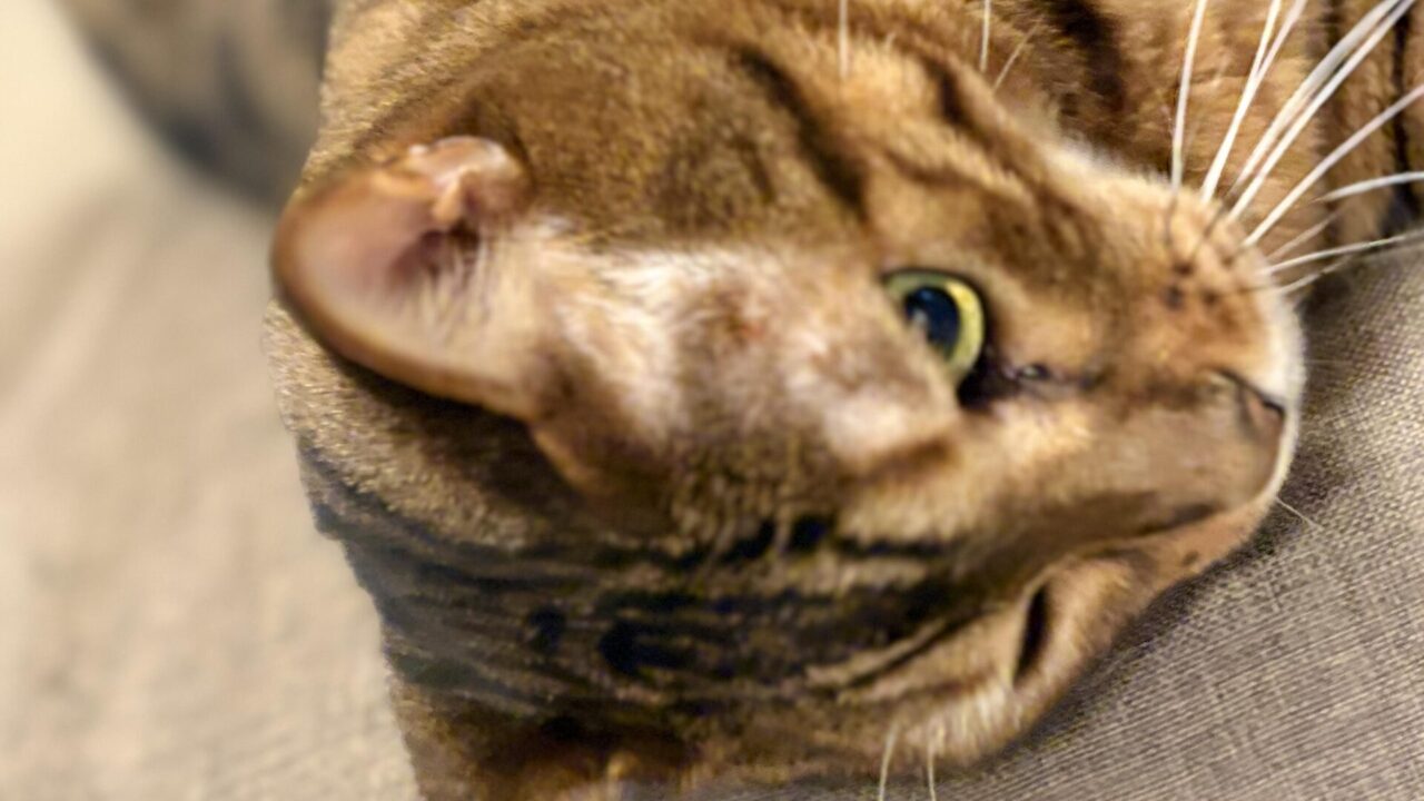 ソファに横たわり、顔の部分を大きく写したベンガル猫かのんの縞模様と目のクローズアップ