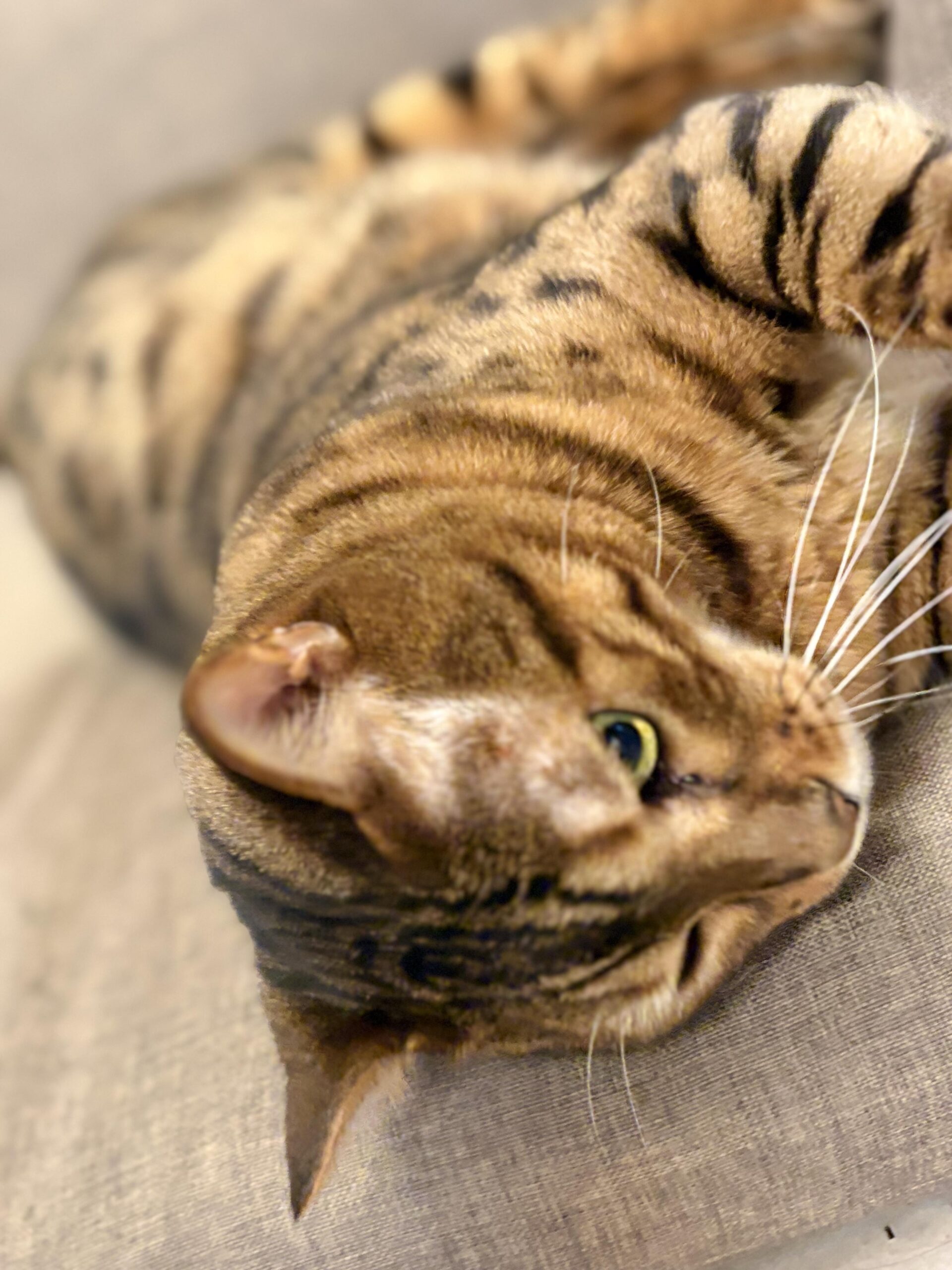 ソファに横たわり、顔の部分を大きく写したベンガル猫かのんの縞模様と目のクローズアップ